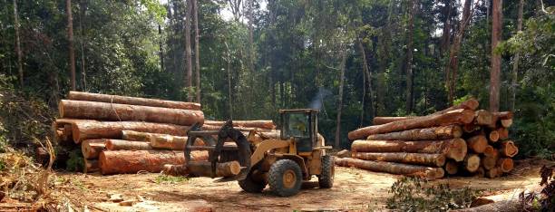 Lawn Grading and Leveling in Oakley, CA